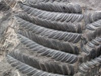 Pecopteris